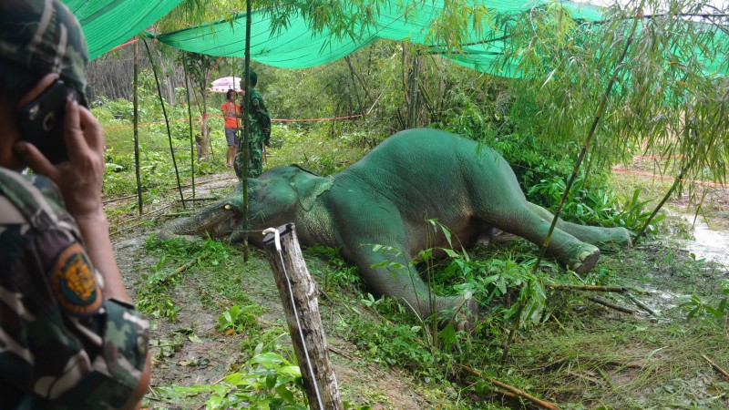 สลดไฟช็อตช้างป่าล้ม 