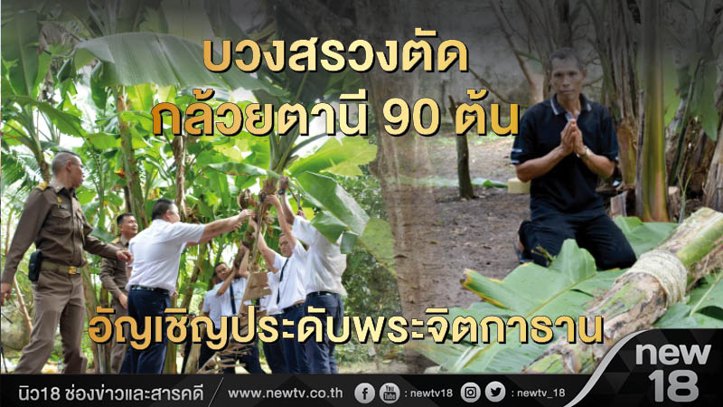 บวงสรวงตัดต้นกล้วยตานี 90 ต้น อัญเชิญประดับพระจิตกาธาน