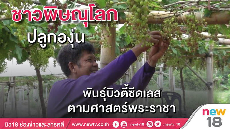 ชาวพิษณุโลกปลูกองุ่นพันธุ์บิวตี้ซีดเลสตามศาสตร์พระราชา 