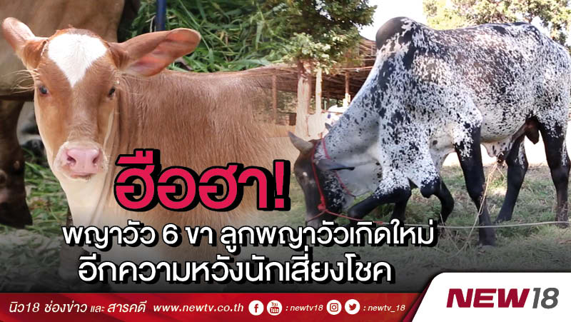 ฮือฮา! พญาวัว 6 ขา ลูกพญาวัวเกิดใหม่ อีกความหวังนักเสี่ยงโชค