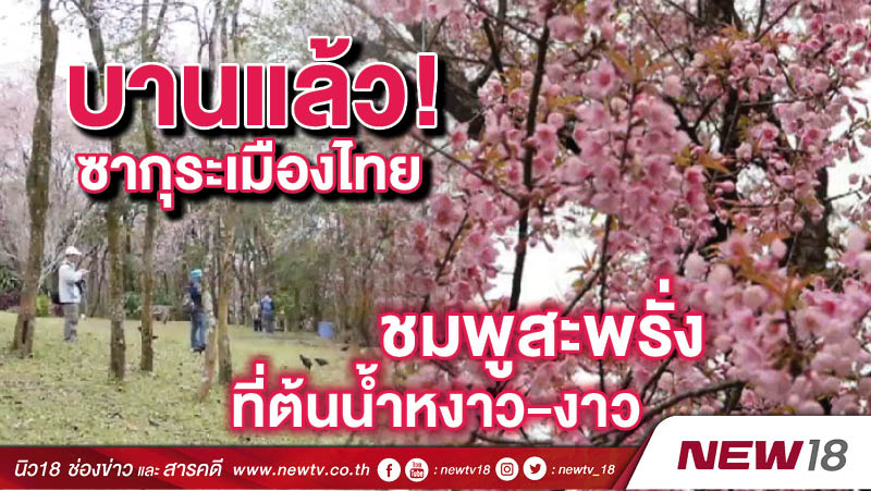 บานแล้ว! ซากุระเมืองไทย ชมพูสะพรั่งที่ต้นน้ำหงาว-งาว