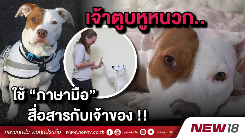 เจ้าตูบหูหนวก..ใช้ "ภาษามือ" สื่อสารกับเจ้าของ !! 