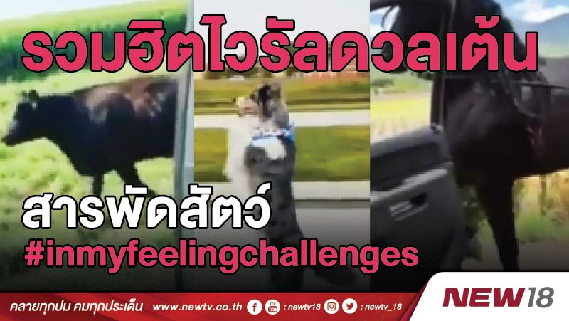 รวมฮิตไวรัลดวลเต้น #inmyfeelings ลามไปสิงสาราสัตว์ (คลิป)