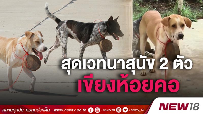 สุดเวทนาสุนัข 2 ตัวเขียงห้อยคอ (คลิป)