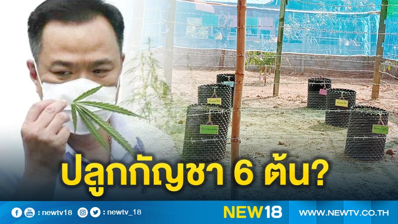 ปลูกกัญชา 6 ต้นเกิดขึ้นจริง ฤกษ์ 11 ก.พ.