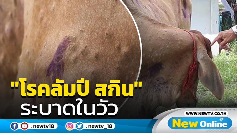 มุกดาหารพบ "โรคลัมปี สกิน"ระบาดในวัว