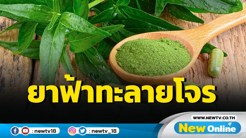  "หมอพร้อม"แนะข้อควรระวัง "ยาฟ้าทะลายโจร" 