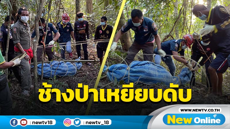  สลดชาวบ้านโดนช้างป่าเหยียบดับ