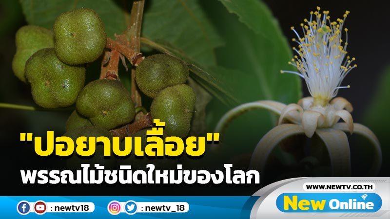 ค้นพบพรรณไม้ชนิดใหม่ของโลก "ปอยาบเลื้อย"