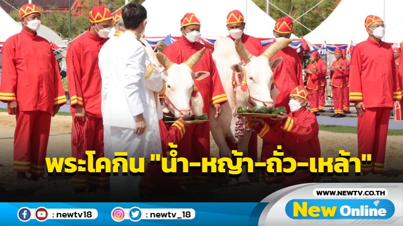 พระโคเสี่ยงทายกิน "น้ำ-หญ้า-ถั่ว-เหล้า" 