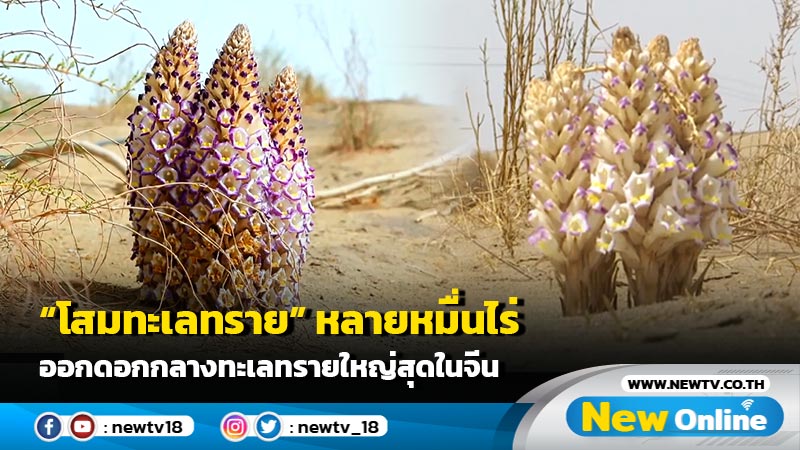 "โสมทะเลทราย" หลายหมื่นไร่ ออกดอกกลาง "ทะเลทราย" ใหญ่สุดในจีน (มีคลิป)