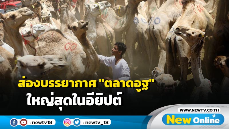 ส่องบรรยากาศ "ตลาดอูฐ" ใหญ่สุดในอียิปต์