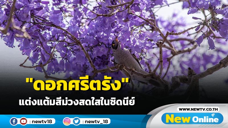 "ดอกศรีตรัง" แต่งแต้มสีม่วงสดใสในซิดนีย์