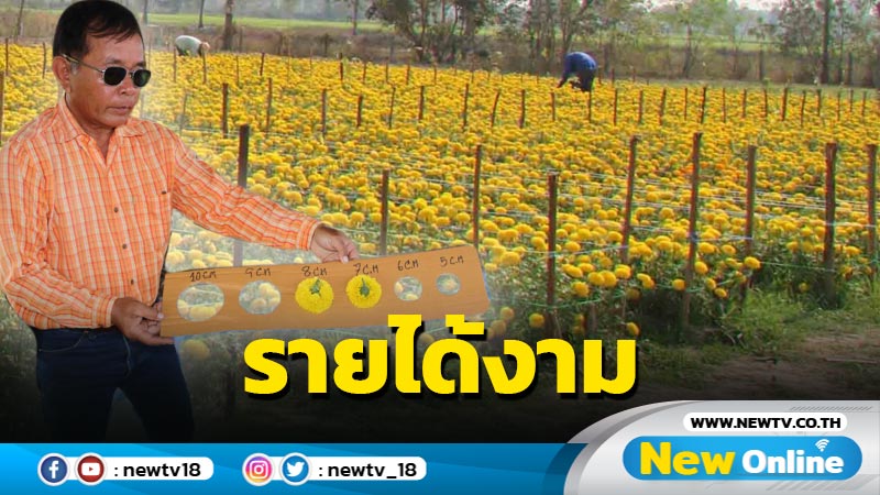 ปลูกดาวเรืองขายรายได้งาม (มีคลิป)