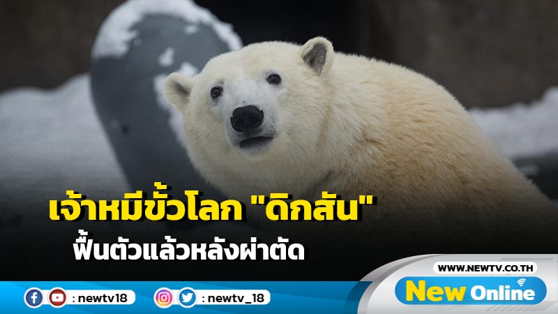 เจ้าหมีขั้วโลก "ดิกสัน" ฟื้นตัวแล้วหลังผ่าตัด