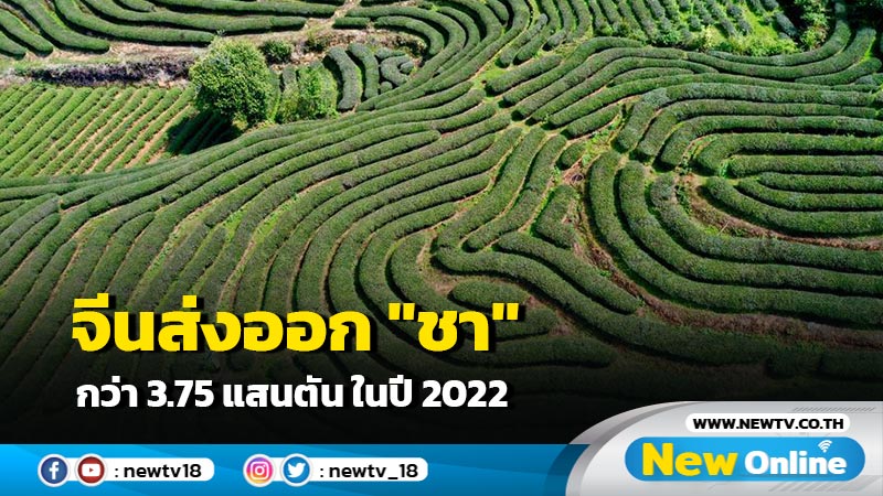 จีนส่งออก "ชา" กว่า 3.75 แสนตัน ในปี 2022