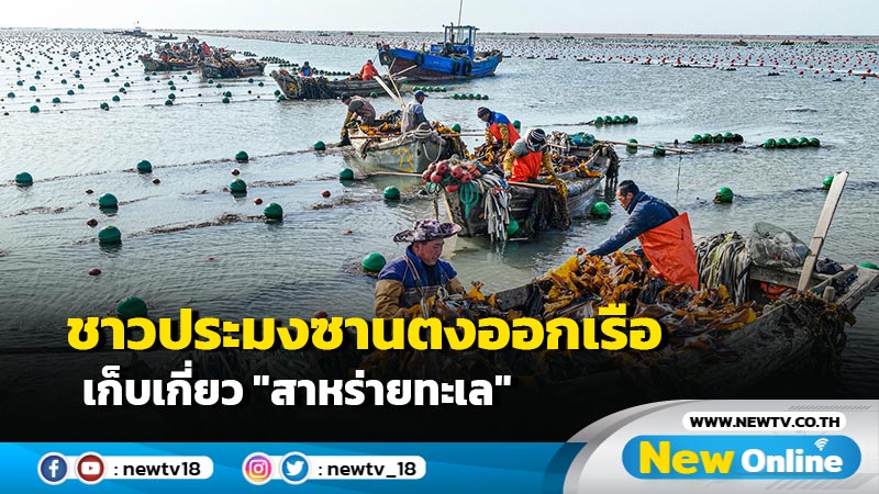 ชาวประมงซานตงออกเรือเก็บเกี่ยว "สาหร่ายทะเล"