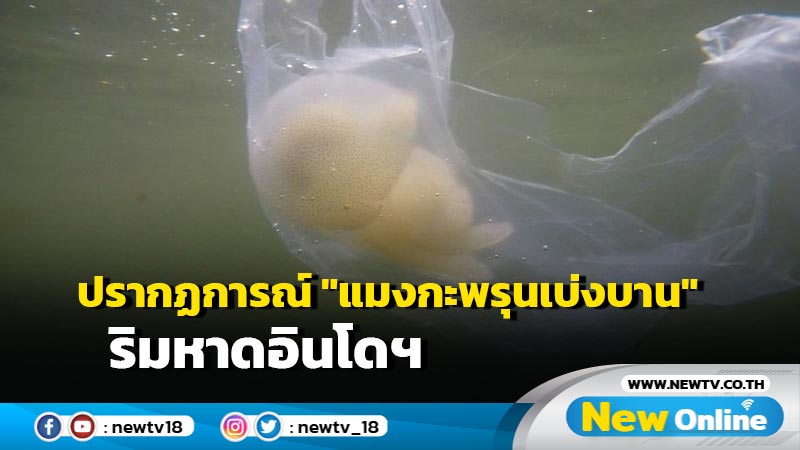 ปรากฏการณ์ "แมงกะพรุนเบ่งบาน" ริมหาดอินโดฯ