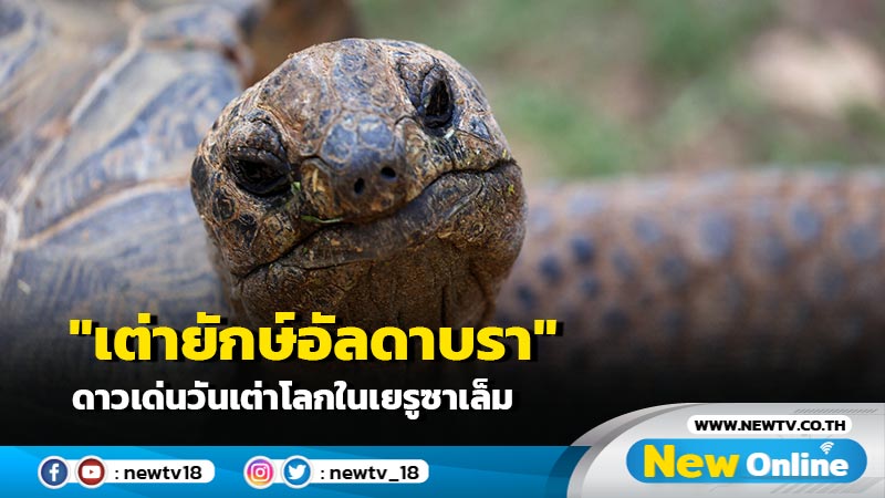 "เต่ายักษ์อัลดาบรา" ดาวเด่นวันเต่าโลกในเยรูซาเล็ม