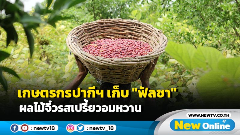 เกษตรกรปากีฯ เก็บ "ฟัลซา" ผลไม้จิ๋วรสเปรี้ยวอมหวาน