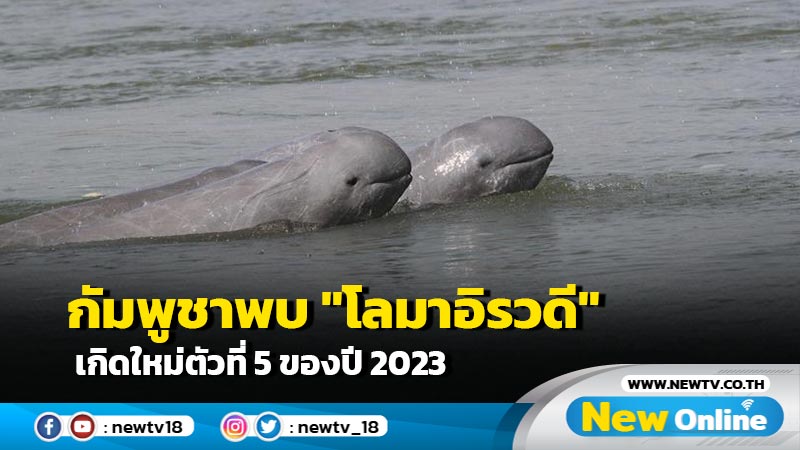 กัมพูชาพบ "โลมาอิรวดี" เกิดใหม่ตัวที่ 5 ของปี 2023