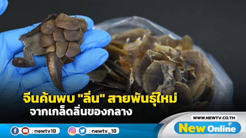 จีนค้นพบ "ลิ่น" สายพันธุ์ใหม่จากเกล็ดลิ่นของกลาง