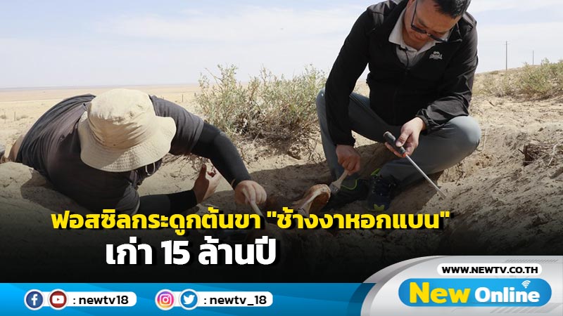 ฟอสซิลกระดูกต้นขา "ช้างงาหอกแบน" เก่า 15 ล้านปี เตรียมจัดแสดงในมองโกเลียใน