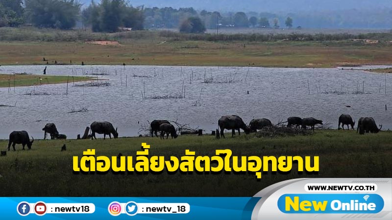 กรมอุทยานฯเตือนลักลอบเลี้ยงปศุสัตว์ในเขตอุทยานฯ มีโทษทั้งจำทั้งปรับ 