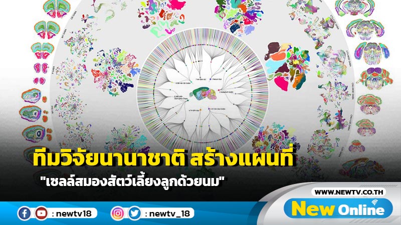 ทีมวิจัยนานาชาติ สร้างแผนที่ "เซลล์สมองสัตว์เลี้ยงลูกด้วยนม" ฉบับสมบูรณ์เป็นครั้งแรก