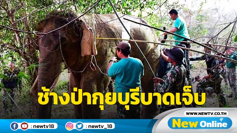 สัตวแพทย์เร่งรักษาช้างป่ากุยบุรีบาดเจ็บ (มีคลิป)