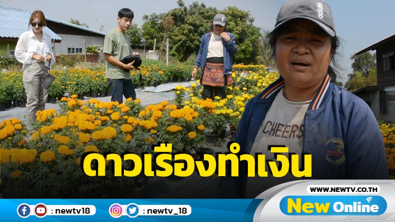 เกษตรกรผู้ปลูกดาวเรืองโกยเงินช่วงตรุษจีน (มีคลิป)