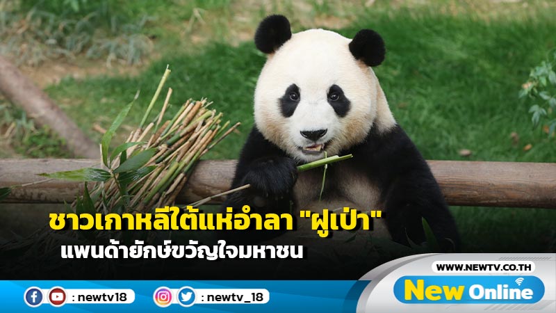 ชาวเกาหลีใต้แห่อำลา "ฝูเป่า" แพนด้ายักษ์ขวัญใจมหาชน