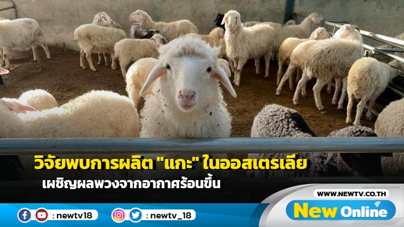 วิจัยพบการผลิต "แกะ" ในออสเตรเลีย เผชิญผลพวงจากอากาศร้อนขึ้น