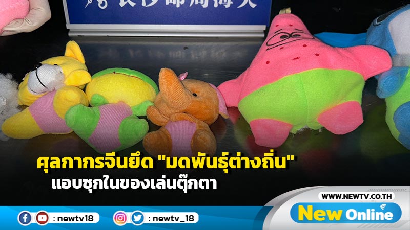 ศุลกากรจีนยึด "มดพันธุ์ต่างถิ่น" แอบซุกในของเล่นตุ๊กตา