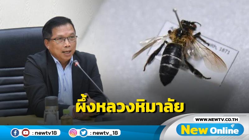 พบผึ้งหลวงหิมาลัยครั้งเเรกในไทย 