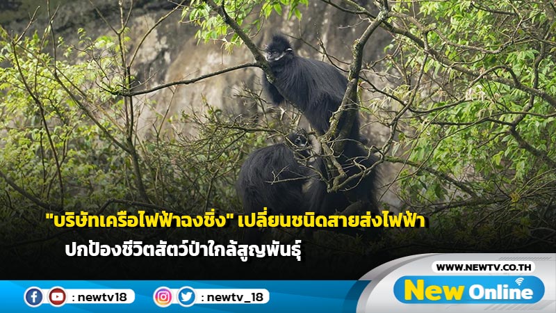 "บริษัทเครือไฟฟ้าฉงชิ่ง" เปลี่ยนชนิดสายส่งไฟฟ้า ปกป้องชีวิตสัตว์ป่าใกล้สูญพันธุ์