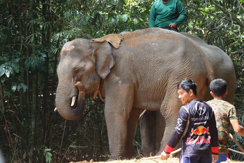 "พัชรวาท"สั่งเร่งสร้างศูนย์ปรับพฤติกรรมช้างป่าอีก 3 แห่ง