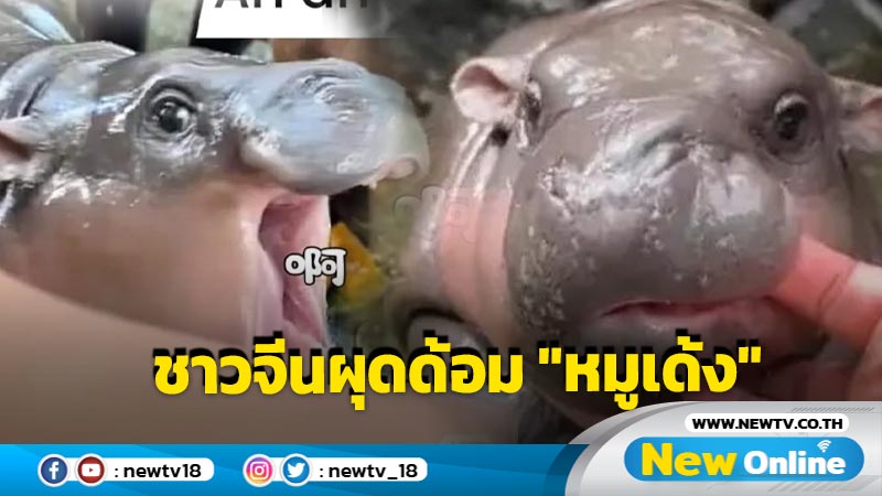 ชาวจีนหลงรัก "หมูเด้ง" ลูกฮิปโปโปตัวน้อยเต็มเปา สร้างด้อม หมูเด้ง โพสต์ความน่ารักรัวๆ