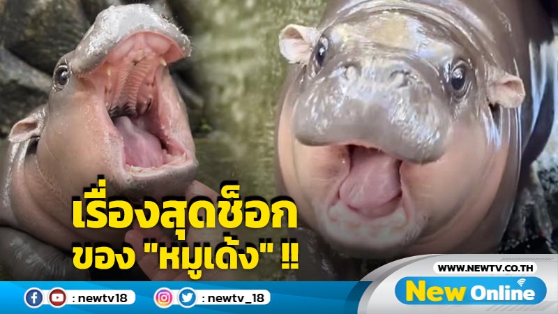 มิตรรักใจหาย !! อีกไม่นาน "หมูเด้ง" อาจต้องโบกมือลา "เขาเขียว" 