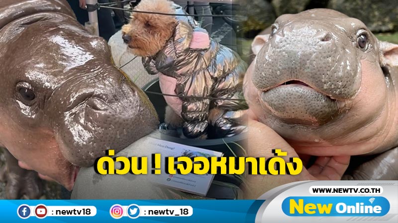 ด่วน !! พบสิ่งมีชีวิตลักษณะน่ารักน่าชังคล้ายแฝด "หมูเด้ง" แต่ดันเป็นตัว ... ?