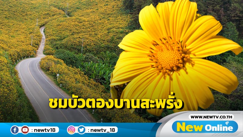 ชวนชมบัวตองบานสะพรั่งถนนสาย มส.4009 แม่ฮ่องสอน  