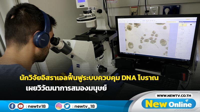 นักวิจัยอิสราเอลฟื้นฟูระบบควบคุม DNA โบราณ เผยวิวัฒนาการสมองมนุษย์