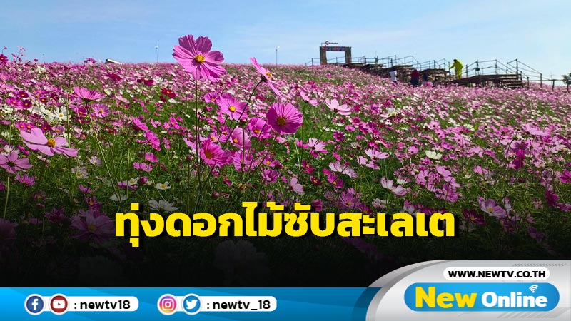 "ทุ่งดอกไม้ซับสะเลเต" พร้อมต้อนรับนักท่องเที่ยว (มีคลิป)