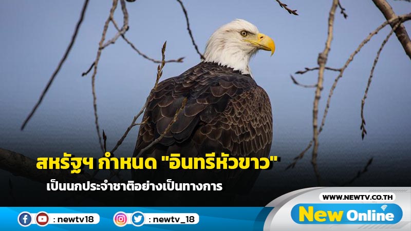 สหรัฐฯ กำหนด "อินทรีหัวขาว" เป็นนกประจำชาติอย่างเป็นทางการ